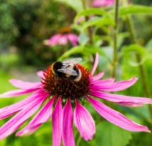 Bumblebee resting on vibrant pink flower in a lush garden at Fernhill House Hotel.