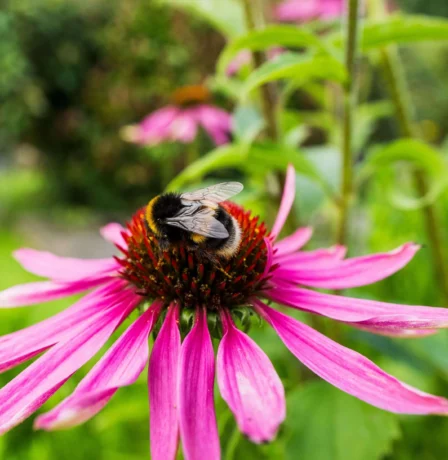 A bee pollinates a vibrant pink flower in a lush garden.