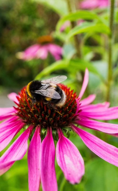 Bumblebee resting on vibrant pink flower in a lush garden at Fernhill House Hotel.