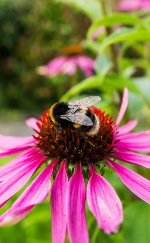 A bee pollinates a vibrant pink flower in a lush garden.