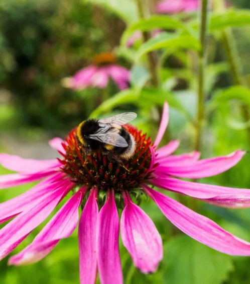 A bee pollinates a vibrant pink flower in a lush garden.