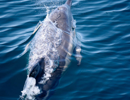 A dolphin is swimming just beneath the surface of clear blue ocean water, creating a splash as it rises toward the surface.
