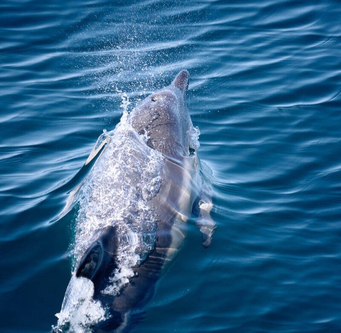 A dolphin is swimming just beneath the surface of clear blue ocean water, creating a splash as it rises toward the surface.