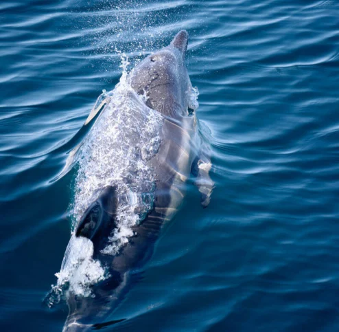 A dolphin is swimming just beneath the surface of clear blue ocean water, creating a splash as it rises toward the surface.
