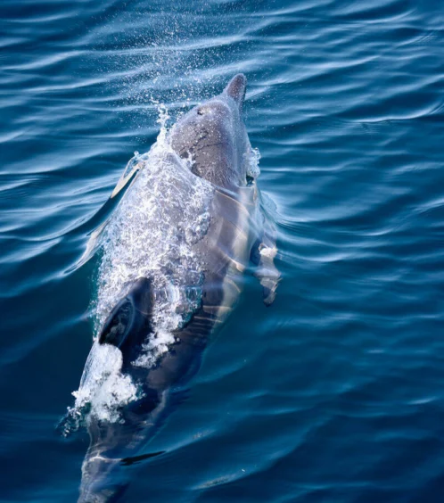 A dolphin is swimming just beneath the surface of clear blue ocean water, creating a splash as it rises toward the surface.
